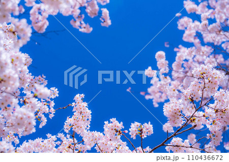 【桜素材】忍野村の桜と青空【山梨県】 110436672