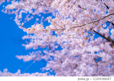 【桜素材】忍野村の桜と青空【山梨県】 【桜素材】忍野村の桜と青空【山梨県】 110436687