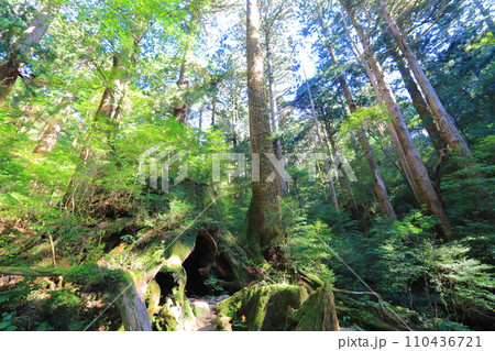 屋久島ウィルソン株 110436721