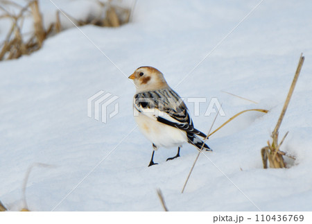 北海道野付半島で雪の上の枯れ草の実を食べるユキホオジロ 北海道野付半島で雪の上の枯れ草の実を食べるユキホオジロ 110436769