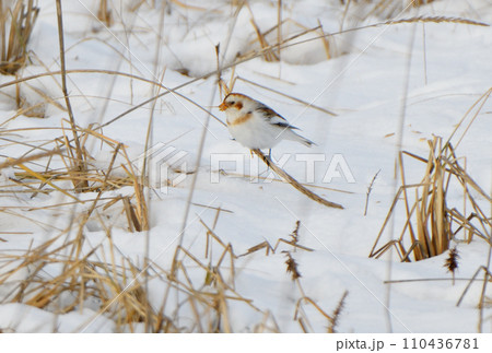 北海道野付半島で雪の上の枯れ草の実を食べるユキホオジロ 北海道野付半島で雪の上の枯れ草の実を食べるユキホオジロ 110436781