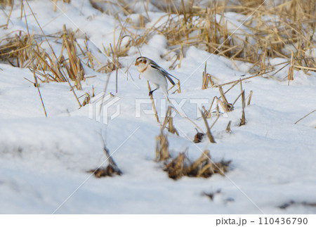北海道野付半島で雪の上の枯れ草の実を食べるユキホオジロ 北海道野付半島で雪の上の枯れ草の実を食べるユキホオジロ 110436790