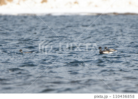 北海道野付湾を泳ぐコクガンの群れ 110436858