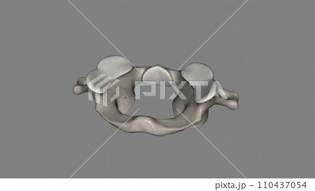 The atlas (plural: atlases) is the first cervical vertebra, commonly called C1 110437054