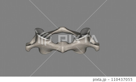 The atlas (plural: atlases) is the first cervical vertebra, commonly called C1 110437055