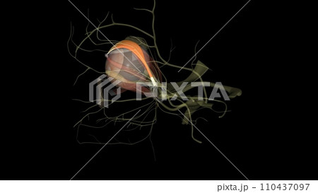 The levator palpebrae superioris is the muscle in the orbit that elevates the upper eyelid. Levator palpebrae superioris 110437097