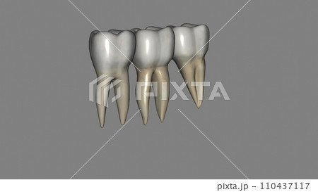 The mandibular first molar usually has two roots, a mesial and a distal 110437117