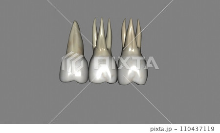 The maxillary first molars are three rooted, two buccal and one palatal The maxillary first molars are three rooted, two buccal and one palatal 110437119