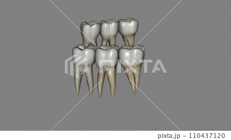 The mandibular molars perform the major portion of the work The mandibular molars perform the major portion of the work 110437120