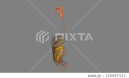 The oropharynx is the middle chamber of the pharynx that passes food from the mouth into the laryngopharynx The oropharynx is the middle chamber of the pharynx that passes food from the mouth into the laryngopharynx 110437121