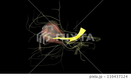 Eye movement; pupil constriction. Trochlear Nerve, Eye movement . 110437124