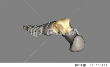 The talus talus bone, astragalus or ankle bone is one of the group of foot bones known as the tarsus The talus talus bone, astragalus or ankle bone is one of the group of foot bones known as the tarsus 110437141