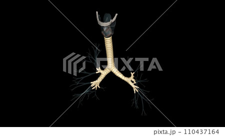 The trachea is a tube-like structure in the neck and upper chest 110437164