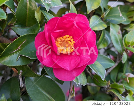 冬の庭に咲くピンク色のツバキの花 110438028