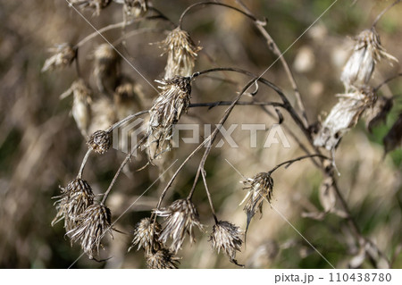 Dry prickly weeds, milk thistle in a field in autumn. Selective focus. Dry prickly weeds, milk thistle in a field in autumn. Selective focus. 110438780