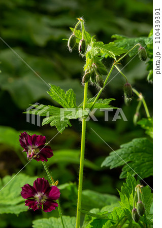 Dark purple dusky flowers in the garden, selective focus with green bokeh background - Geranium faeum 110439391