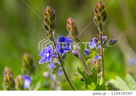 Closeup on the brlliant blue flowers of germander speedwell, Veronica chamaedrys growing in spring in a meadow, sunny day, natural environment Closeup on the brlliant blue flowers of germander speedwell, Veronica chamaedrys growing in spring in a meadow, sunny day, natural environment 110439397