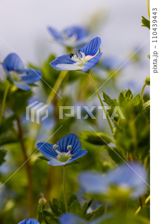 Blue flowers veronica chamaedrys close up on a meadow in sunny weather Blue flowers veronica chamaedrys close up on a meadow in sunny weather 110439443