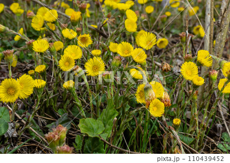 Coltsfoot or foalfoot medicinal wild herb. Farfara Tussilago plant growing in the field. Young flower used as medication ingredients. Meadow spring blooming grass. Group of beautiful yellow flowers Coltsfoot or foalfoot medicinal wild herb. Farfara Tussilago plant growing in the field. Young flower used as medication ingredients. Meadow spring blooming grass. Group of beautiful yellow flowers 110439452