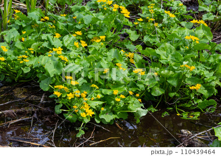 In spring, caltha palustris grows in the moist alder forest. Early spring, wetlands, flooded forest In spring, caltha palustris grows in the moist alder forest. Early spring, wetlands, flooded forest 110439464