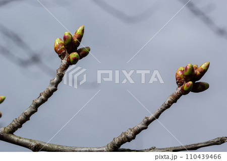 budding buds on a tree branch in early spring macro. Early spring, a twig on a blurred background. The first spring greens 110439466
