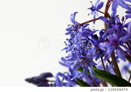 Beautiful blue flowers snowdrops Scilla bifolia alpine squill, two-leaf squill on a white background with space for text. Spring decoration 110439474