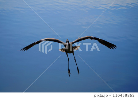 着水前のアオサギ 110439865
