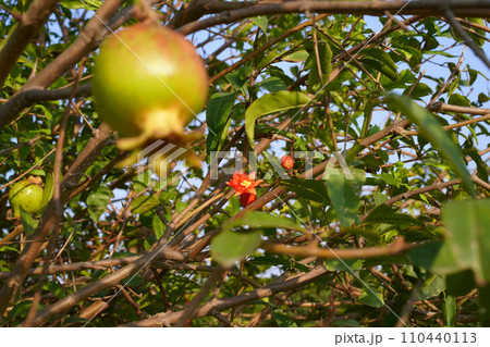 A pomegranate flower and a fruit ripening on the tree branches, natural original background, horizontal photo. A scarlet or red orange flower on the blooming branch of tropical fruit shrub. A pomegranate flower and a fruit ripening on the tree branches, natural original background, horizontal photo. A scarlet or red orange flower on the blooming branch of tropical fruit shrub. 110440113