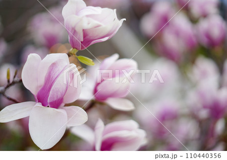 Blooming magnolia tree in spring, pastel background Blooming magnolia tree in spring, pastel background 110440356