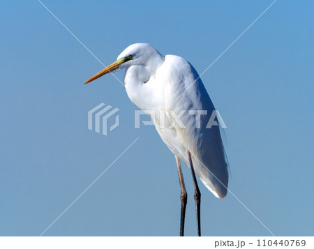 青空にシラサギ 110440769