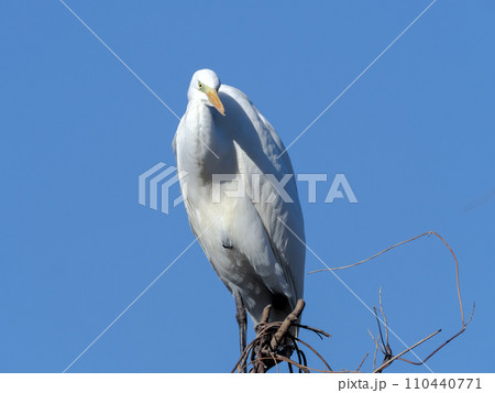 青空にシラサギ 110440771