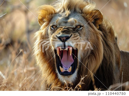 吠えるライオン3 110440780