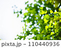 緑のイチョウ　イチョウの葉 110440936