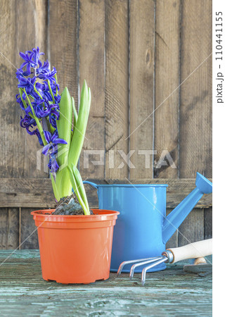 Spring gardening concept; Blooming bluebells or hyacinth in flowerpot, watering can and gardening tools on a rustic wooden background; Spring gardening concept; Blooming bluebells or hyacinth in flowerpot, watering can and gardening tools on a rustic wooden background; 110441155