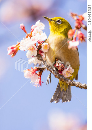 満開の桜の蜜を吸うメジロ 110441382