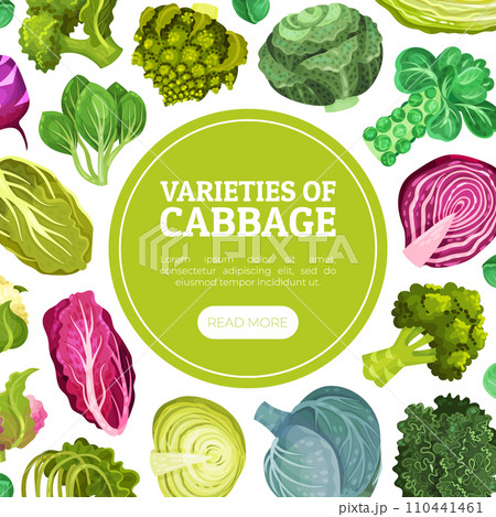 Cabbage Vegetable Banner Design with Crop Vector Template Cabbage Vegetable Banner Design with Crop Vector Template 110441461