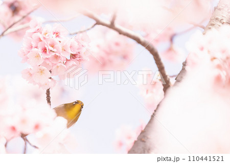 満開の桜の蜜を吸うメジロ 満開の桜の蜜を吸うメジロ 110441521