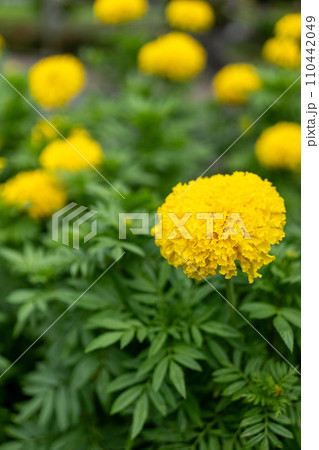 Yellow marigold flowers in the garden. Selective focus. A Peaceful Garden Glow: Immerse Yourself in This Serene Close-Up of Marigolds with Selective Focus Yellow marigold flowers in the garden. Selective focus. A Peaceful Garden Glow: Immerse Yourself in This Serene Close-Up of Marigolds with Selective Focus 110442049
