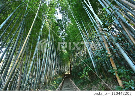 竹林を抜けると、竹林の道 110442203