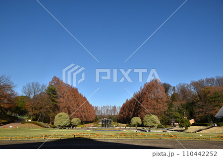 冬至前の相模原公園の紅葉と風景 冬至前の相模原公園の紅葉と風景 110442252