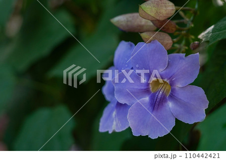 Blue flower on green leaves nature background Blue flower on green leaves nature background 110442421