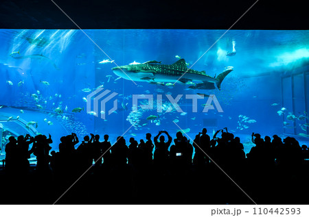 美ら海水族館のジンベエザメ 110442593