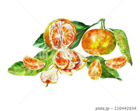 Paint of orange fruit with leaves. Watercolor hand-drawn elements. Isolated on white background. Delicious fruit clip-art illustration. Used on labels, napkins, towels, tableware, package 110442834