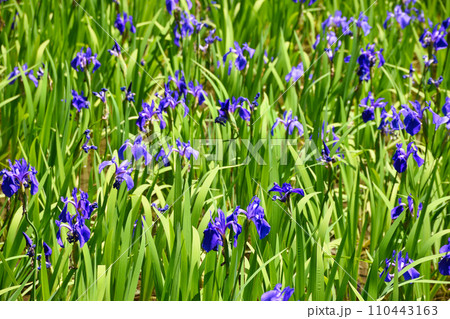 京都 大田神社　大田ノ沢のカキツバタ（上賀茂神社　賀茂別雷神社の摂社） 110443163