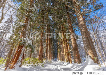 冬の戸隠神社   (長野県長野市） 110443288