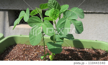 枝豆の苗のある風景 枝豆の苗のある風景 110443340