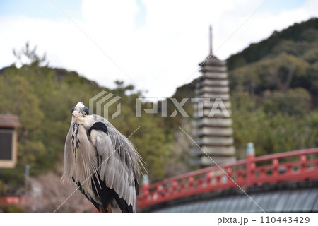 アオサギ 110443429