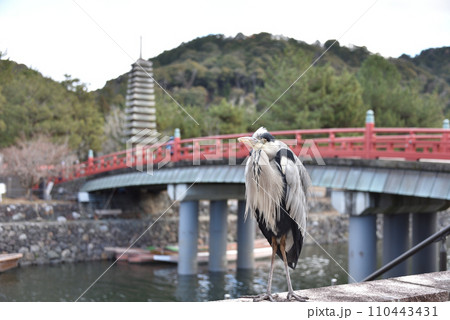 アオサギ 110443431