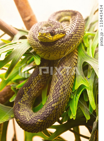Great Lakes bush viper (Atheris nitschei) 110443434