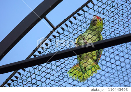 Ecuador Amazon (Amazona autumnalis lilacina) in captivity Ecuador Amazon (Amazona autumnalis lilacina) in captivity 110443498